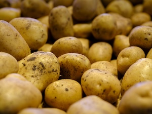 Semence de Pomme de Terre