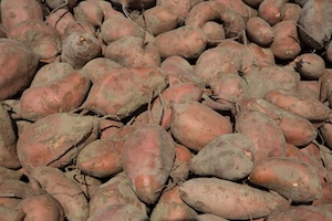 Boutures de Patate Douce