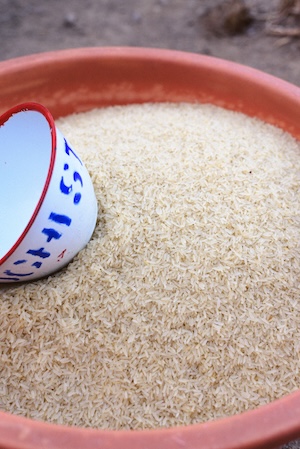 Semences de Riz
