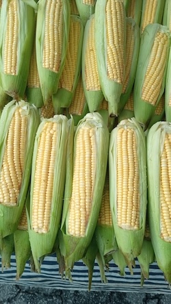 Semences de Maïs