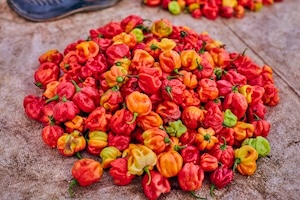 Semences de Piment