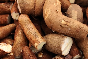Semenceaux d'Igname